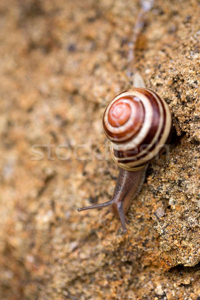 Kicsi kert csiga makró egy föld Stock fotó © artush