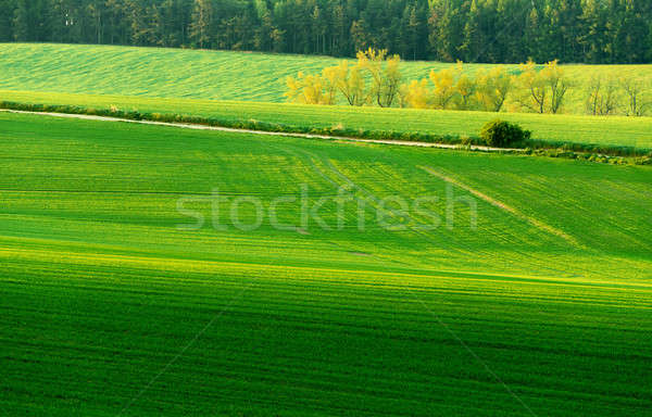 Beautiful green sping rural landscape Stock photo © artush
