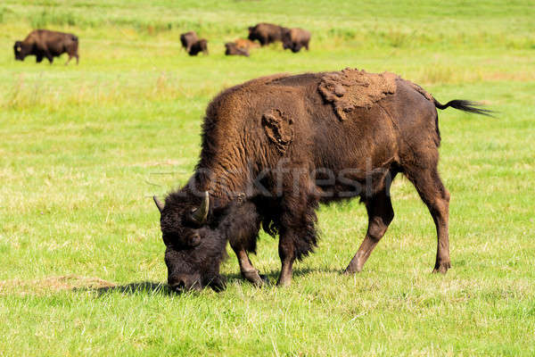 Bison einfach Herde grünen Gras Stock foto © artush