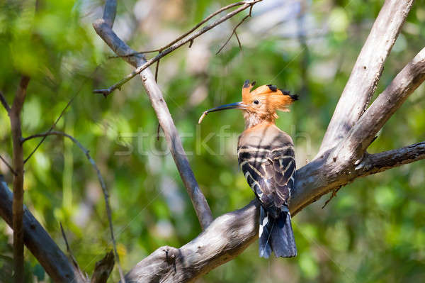 Endemic bird Madagascan hoopoe Madagascar Stock photo © artush