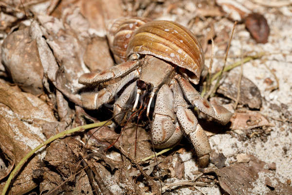 big hermit crab with snail shell Madagascar Stock photo © artush