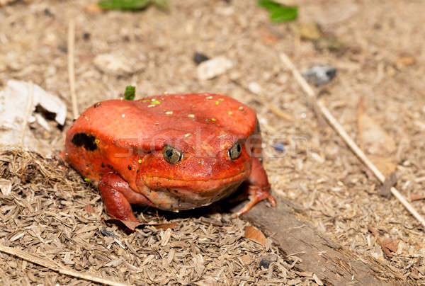 Stock photo: big red Tomato frogs, Dyscophus antongilii