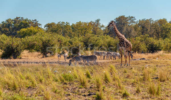 Zebra and giraffe in bush, Botsvana Africa wildlife Stock photo © artush