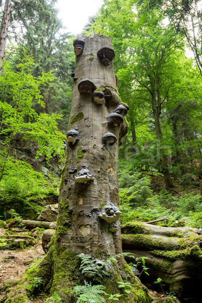 Wachstum Baum Pilze zunehmend toter Baum Wald Stock foto © artush