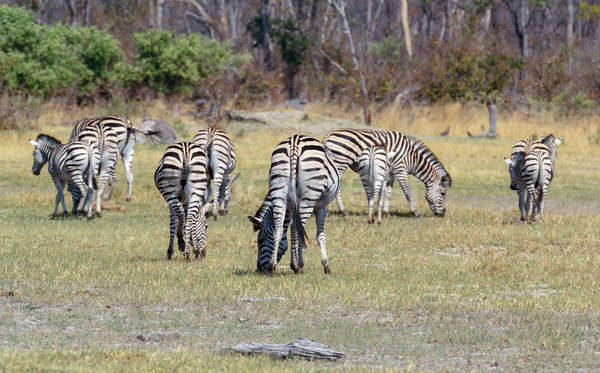 Zebras in african bush Stock photo © artush