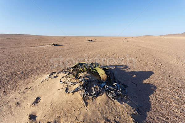 Zdumiewający pustyni roślin życia skamieniałość przykład Zdjęcia stock © artush