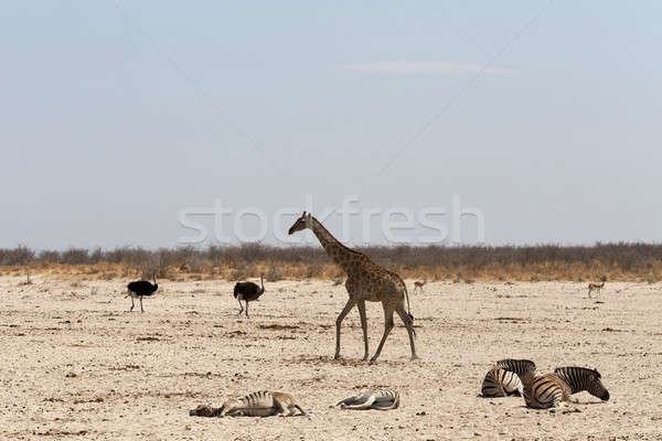 Giraffa camelopardalis Stock photo © artush