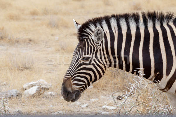 Zebra portrait Stock photo © artush