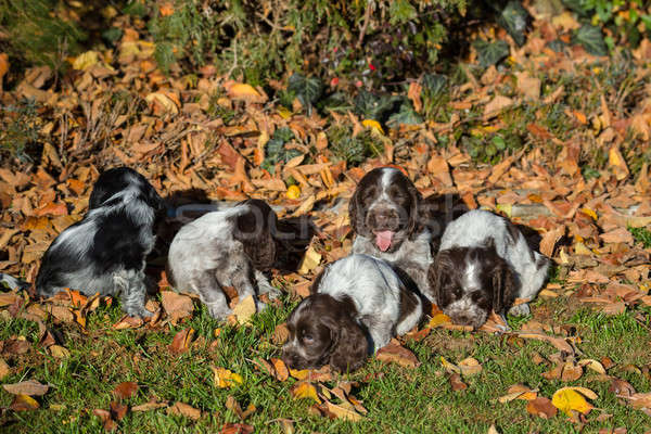 Anglais chiot jouer extérieur automne [[stock_photo]] © artush