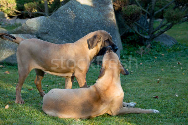 Homme mastiff deux jeunes jouer extérieur Photo stock © artush