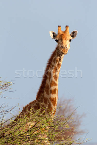 Giraffa camelopardalis near waterhole Stock photo © artush