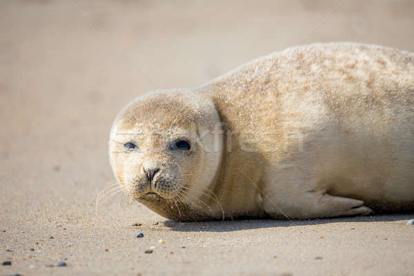 Young Harbor Seal baby Stock photo © artush