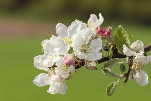 blooming flowering apple in spring Stock photo © artush