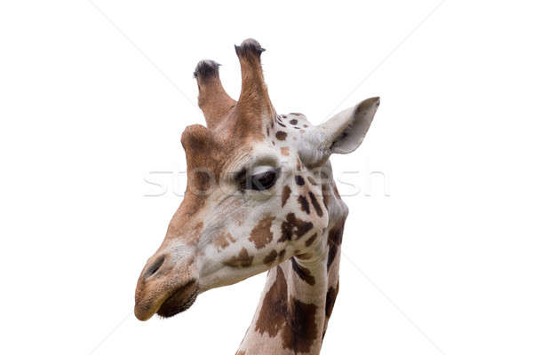 young cute giraffe Stock photo © artush