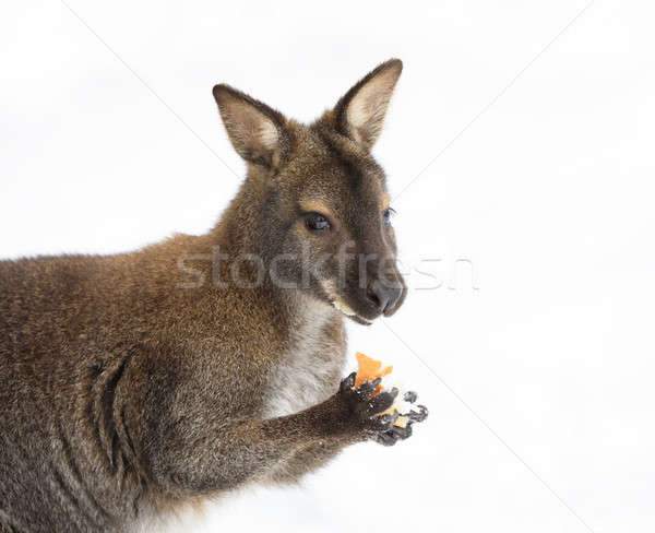 Red-necked Wallaby in snowy winter Stock photo © artush