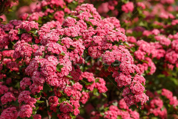 Stock foto: Blumen · rosa · Baum · natürlichen · Blüte · Frühling