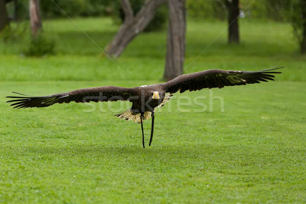 Big Sea Eagle (Haliaeetus albicill) Stock photo © artush