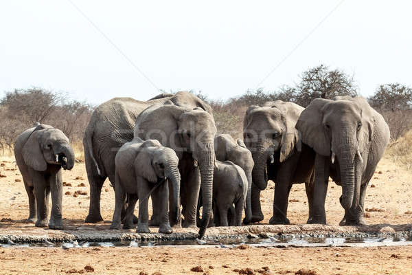 [[stock_photo]]: Troupeau · africaine · potable · boueux · parc