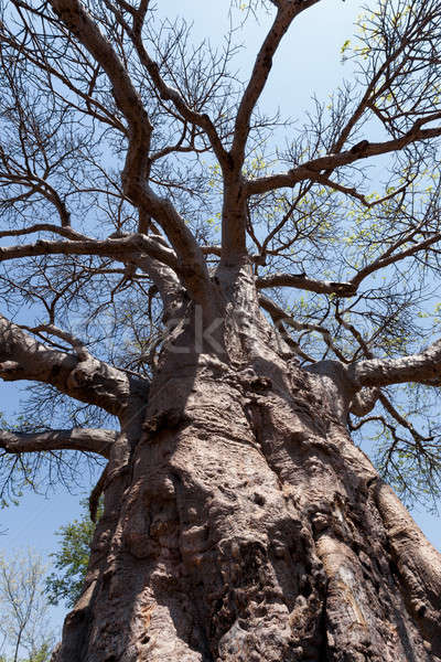 Majestueus boom oude natuur landschap zomer Stockfoto © artush