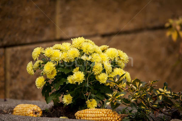 Amarillo crisantemo flores otono jardín vibrante Foto stock © artush