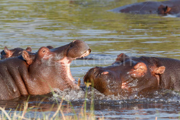 Twee vechten jonge mannelijke nijlpaard Open Stockfoto © artush