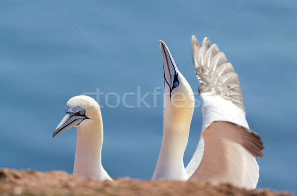 northern gannet, birds in love Stock photo © artush