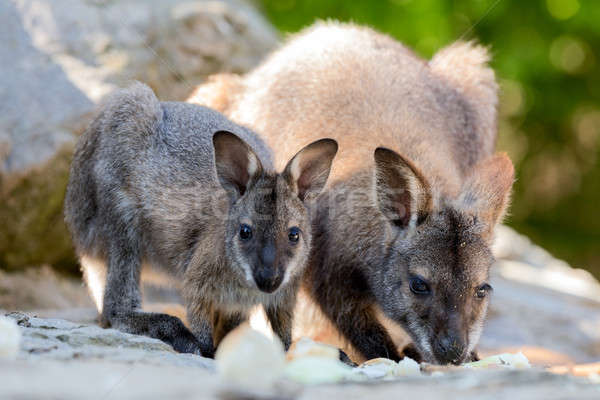 Closeup of a Red-necked Wallaby baby with mother Stock photo © artush