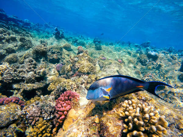 Coral and fish in the Red Sea. Egypt Stock photo © artush