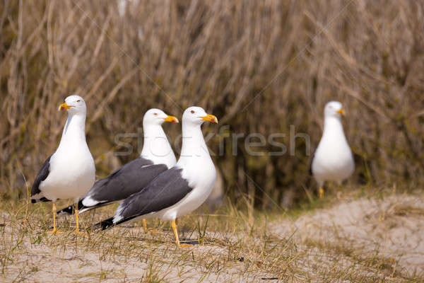 European Herring Gulls, Larus argentatus Stock photo © artush