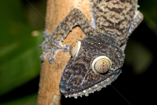 Gigante geco curioso parque reserva Madagascar Foto stock © artush