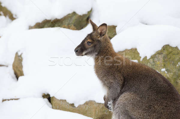 Red-necked Wallaby in snowy winter Stock photo © artush