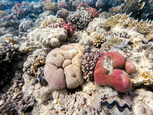 Сток-фото: коралловые · саду · красивой · красочный · природы