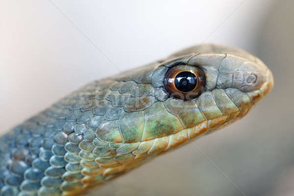 [[stock_photo]]: Serpent · espèce · venimeux · oeil · peur · belle