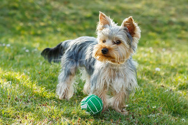 Cute pequeño yorkshire terrier ejecutando verde Foto stock © artush