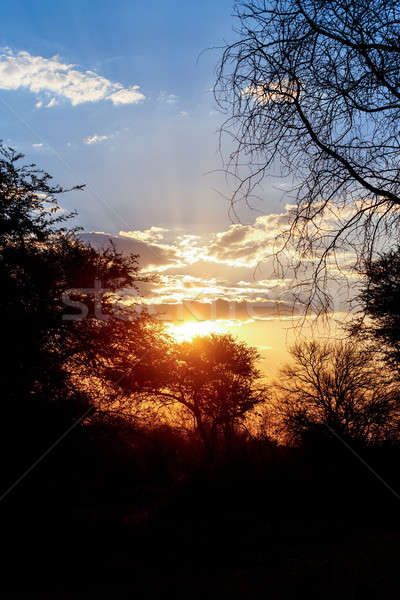 Stock foto: African · Sonnenuntergang · Baum · Vorderseite · Westen · Botswana