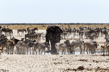 Zatłoczony słonie zebry parku Namibia przyrody Zdjęcia stock © artush