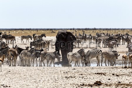 Foto stock: Lleno · de · gente · elefantes · cebras · parque · Namibia · fauna