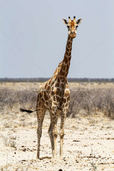 Giraffa camelopardalis near waterhole Stock photo © artush
