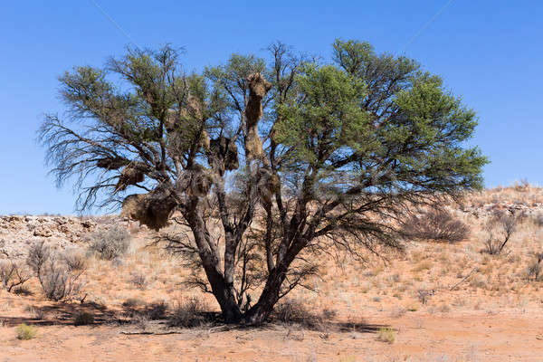 Stock photo: African masked weaver big nest on tree
