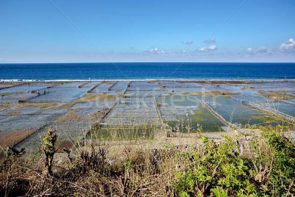 Foto stock: Alga · playa · bali · agua · trabajo · puesta · de · sol