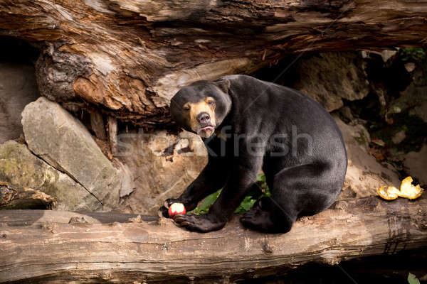 Sun bear also known as a Malaysian bear Stock photo © artush