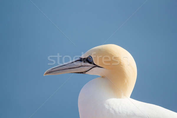 northern gannet sitting on the nest Stock photo © artush