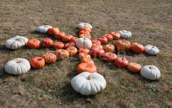 Ripe autumn pumpkins on the farm Stock photo © artush