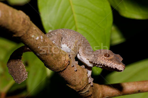 Gekko Madagascar reus nieuwsgierig park reserve Stockfoto © artush