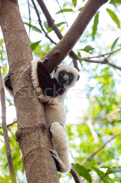 Lemur Coquerel's sifaka (Propithecus coquereli) Stock photo © artush