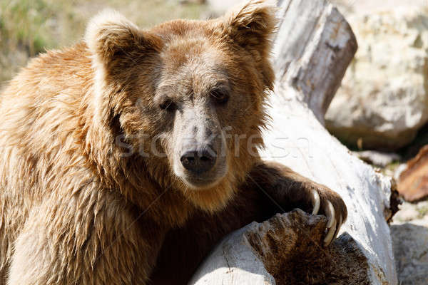 Himalayan brown bear (Ursus arctos isabellinus) Stock photo © artush