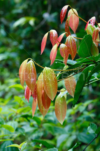 Cinnamon Tree with colored leaves Stock photo © artush