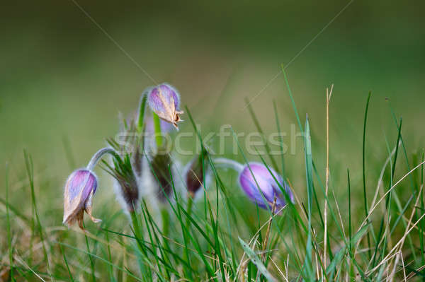 Wiosenny kwiat mały kwiat wcześnie wiosną piękna Zdjęcia stock © artush