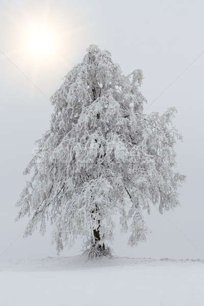 Fák tél tájkép szép hó nap Stock fotó © artush