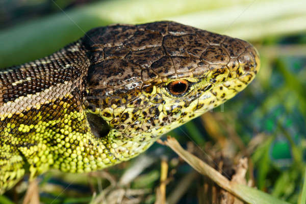 small lizard Lacerta agilis Stock photo © artush